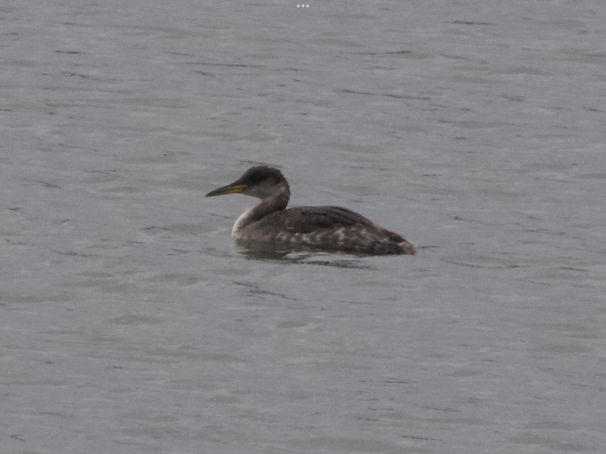 Red-necked Grebe - ML629795160