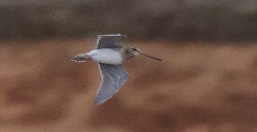 Common/Wilson's Snipe - ML629795220