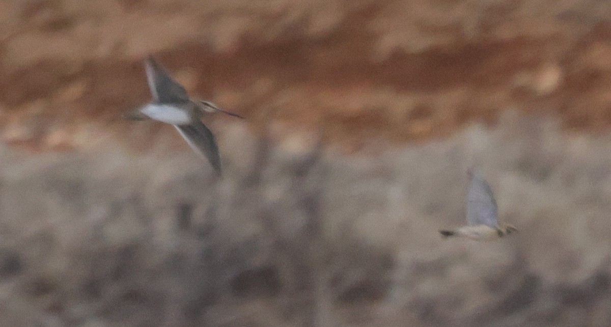 Common/Wilson's Snipe - ML629795221