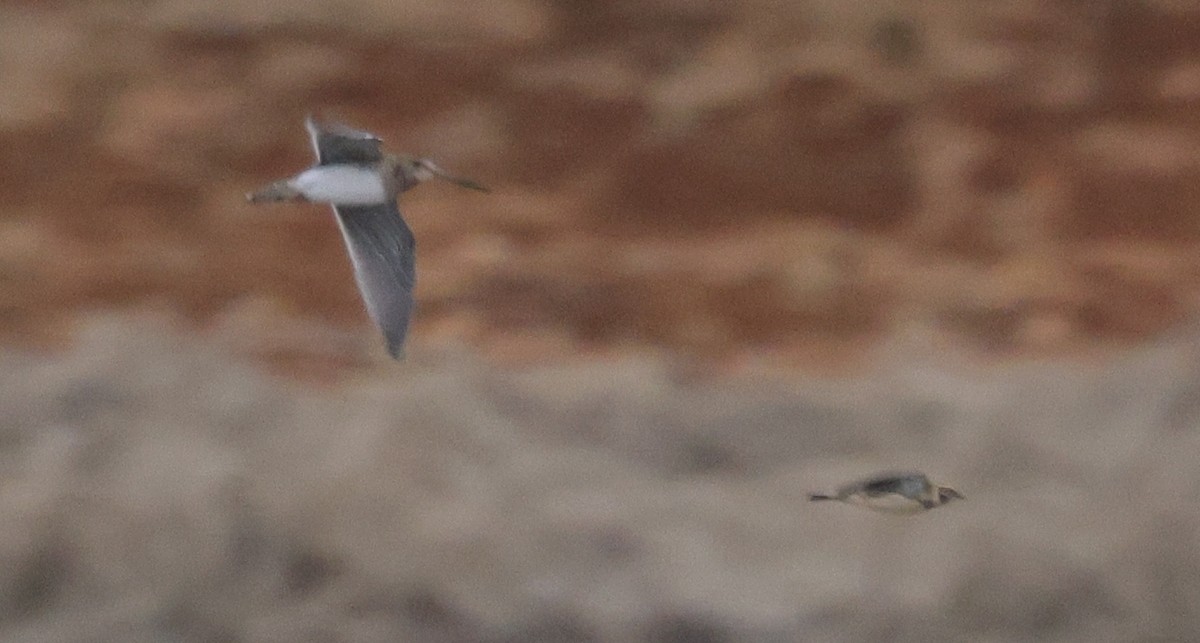 Common/Wilson's Snipe - ML629795222