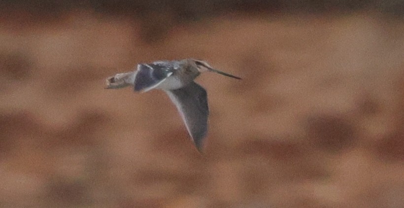 Common/Wilson's Snipe - ML629795223