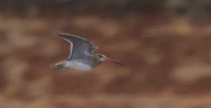 Common/Wilson's Snipe - ML629795224