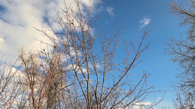 Bushtit - ML629795315