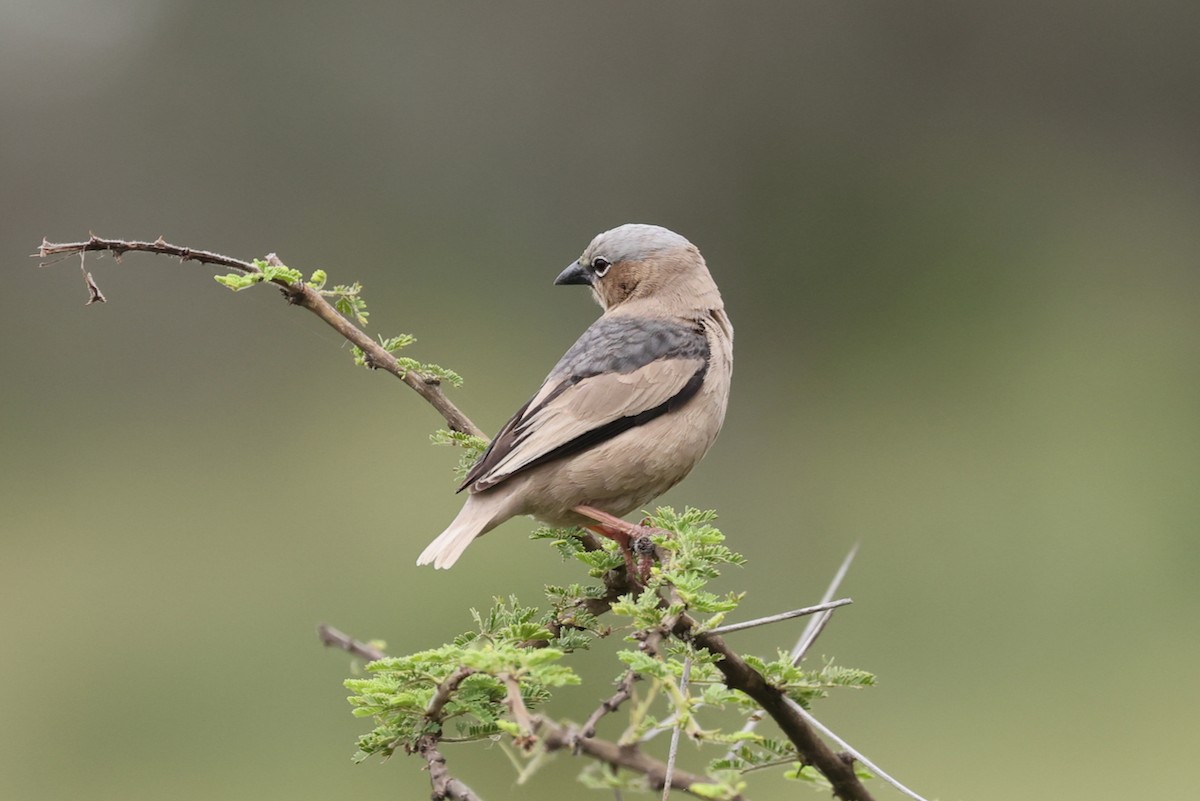 Gray-capped Social-Weaver - ML629795618