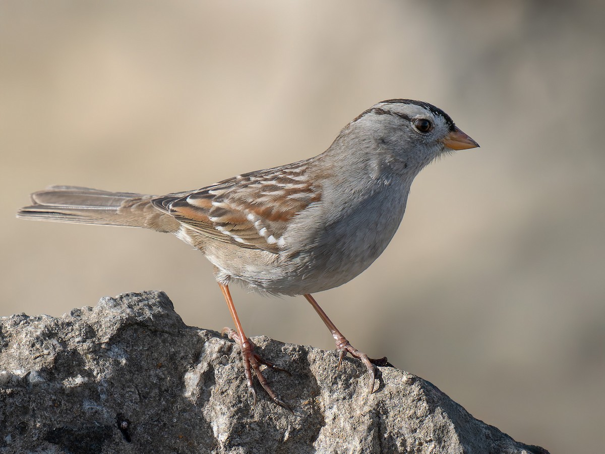 White-crowned Sparrow - ML629795677