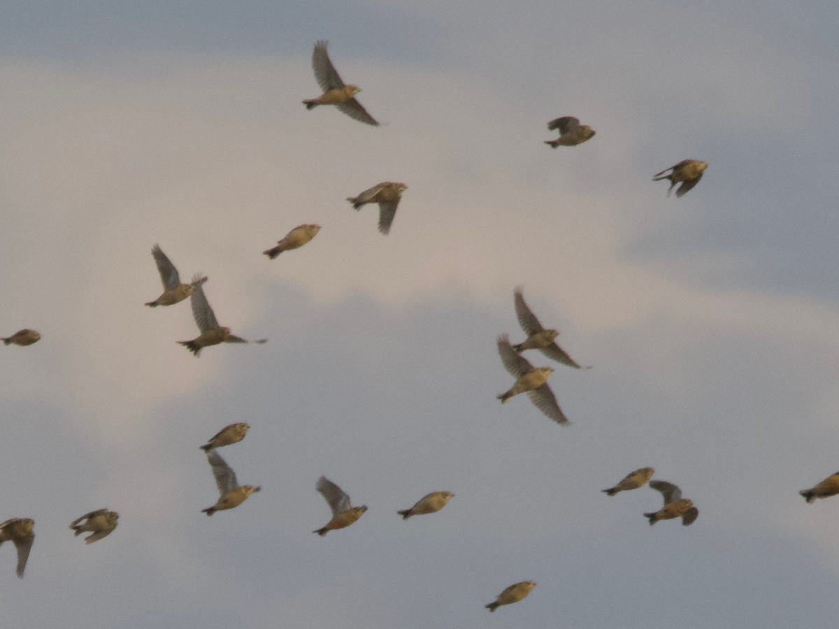 Smith's Longspur - ML629795679