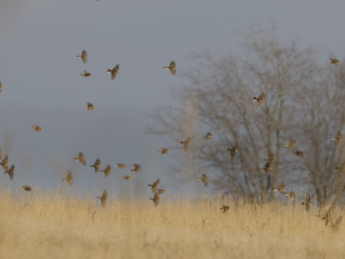Smith's Longspur - ML629795680