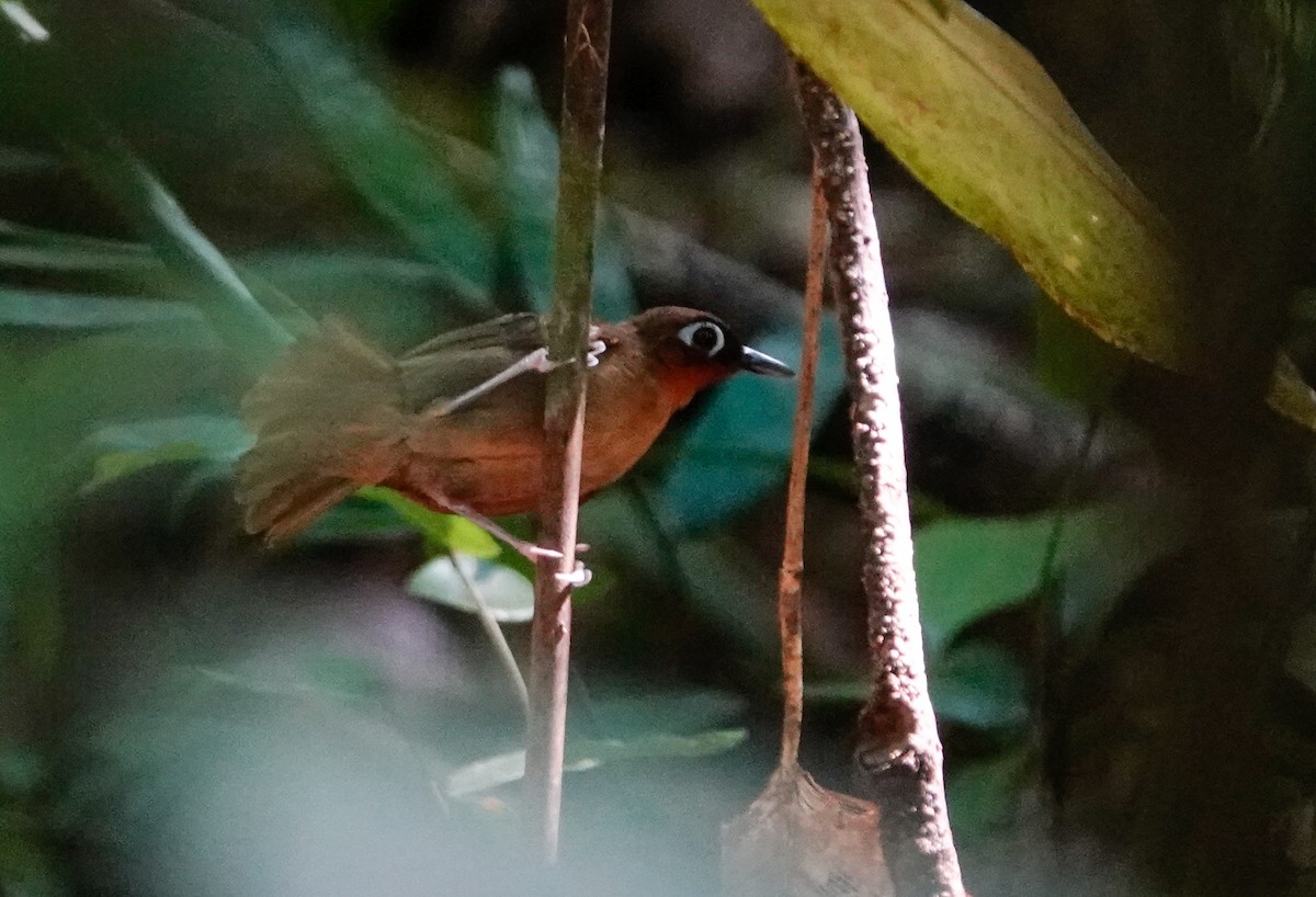 Rufous-throated Antbird - ML629795871