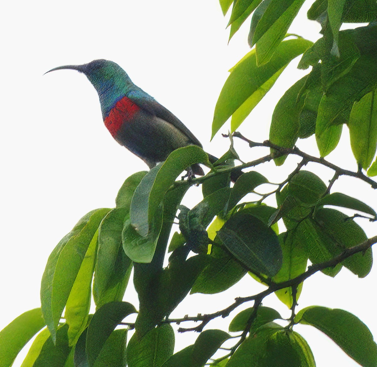 Greater Double-collared Sunbird - ML629795953