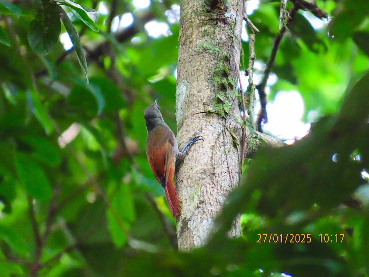 Olivaceous Woodcreeper - ML629796054