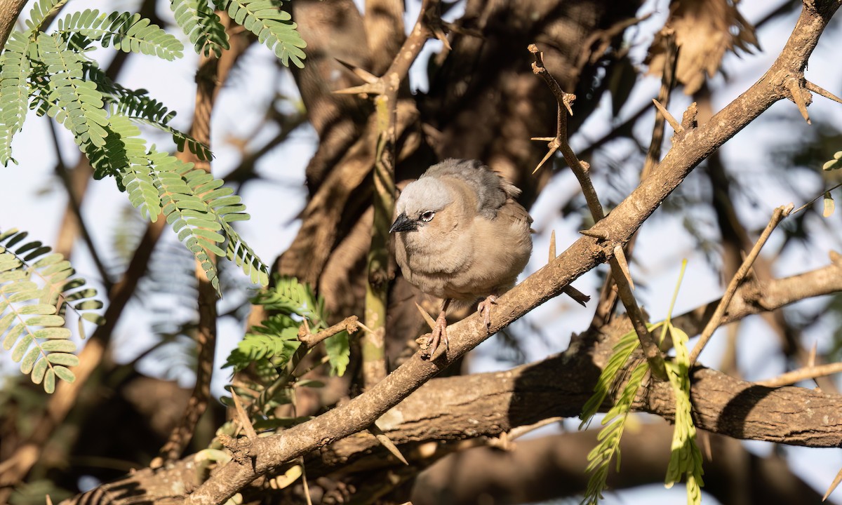 Gray-capped Social-Weaver - ML629796237