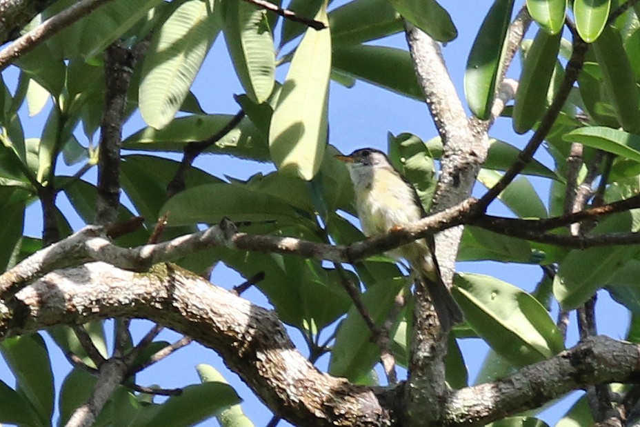 Yellow-legged Flyrobin - ML629796633