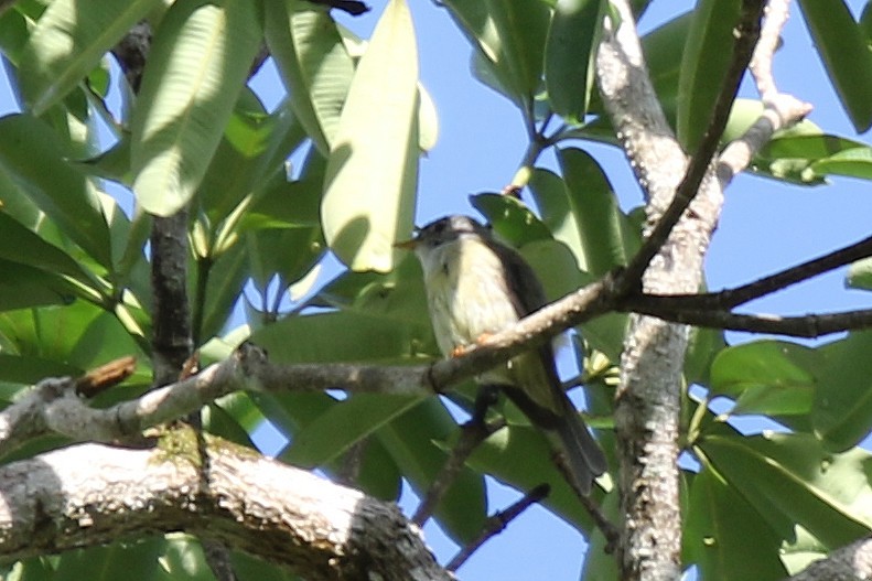 Yellow-legged Flyrobin - ML629796634