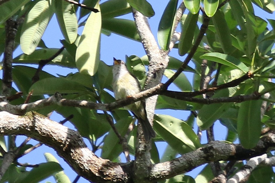Yellow-legged Flyrobin - ML629796635