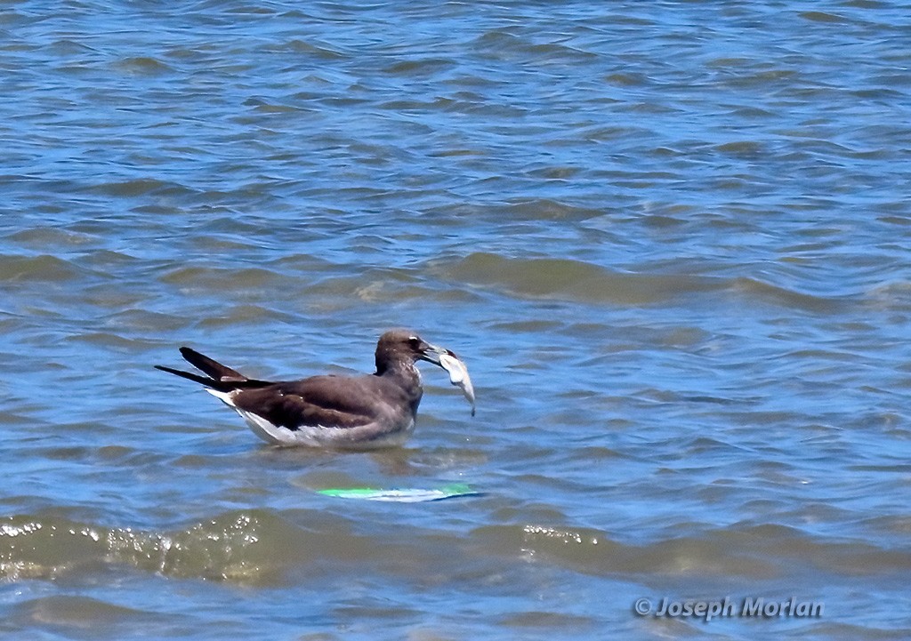 Sooty Gull - ML629796894