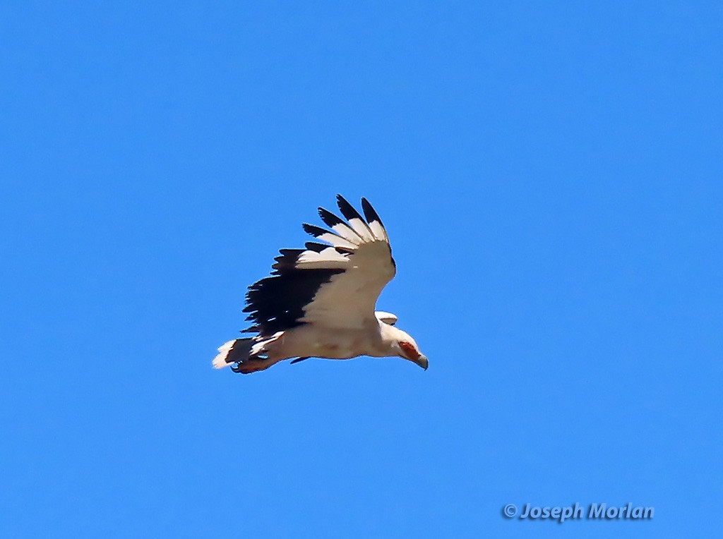Palm-nut Vulture - ML629796903