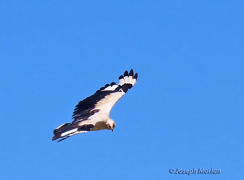 Palm-nut Vulture - ML629796904
