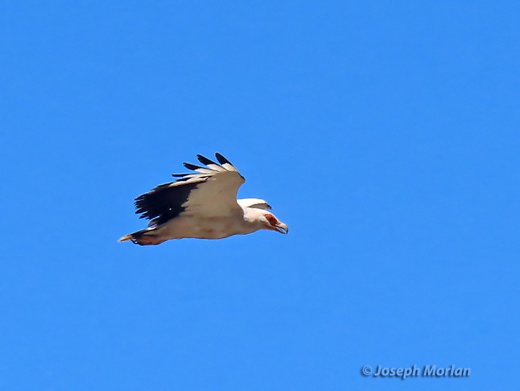 Palm-nut Vulture - ML629796906