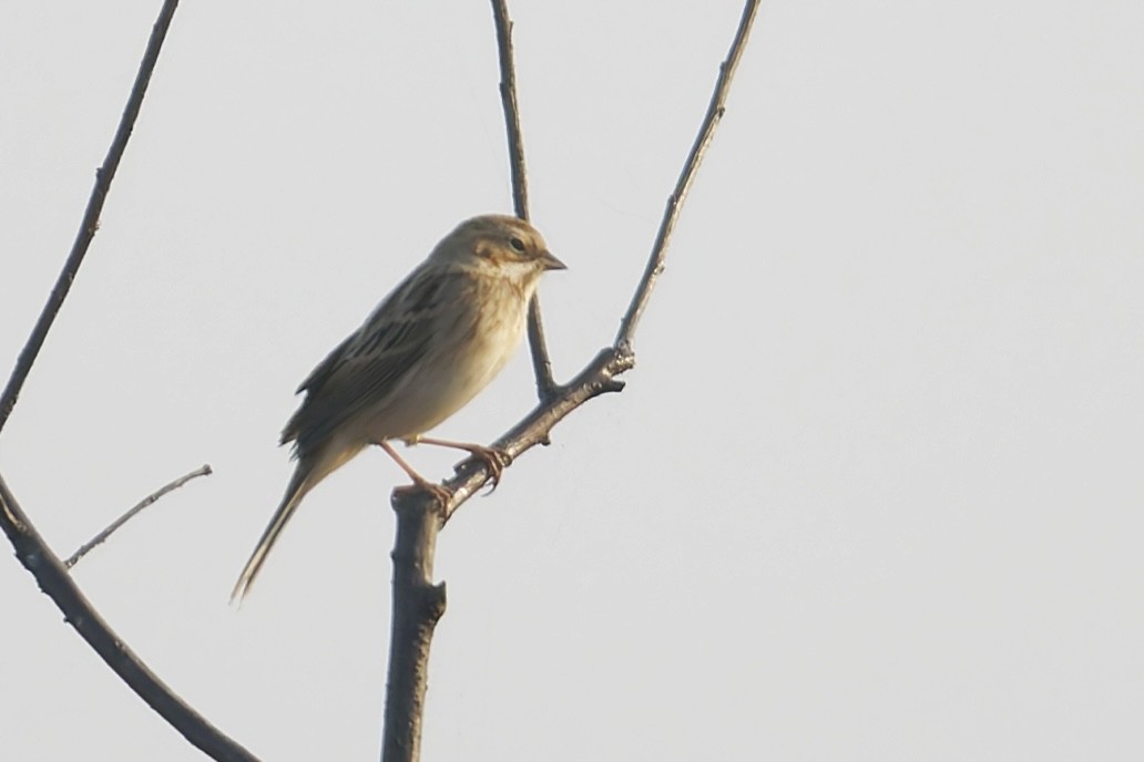 Reed Bunting - ML629796933