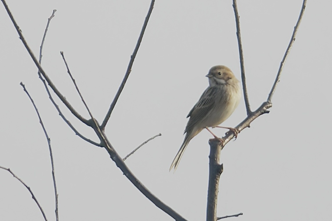 Reed Bunting - ML629796934