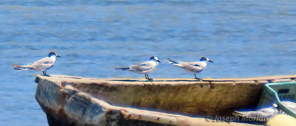 Common Tern - ML629796965