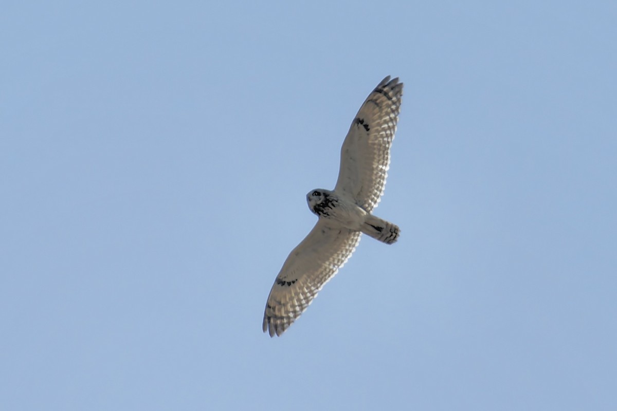 Short-eared Owl - ML629796981