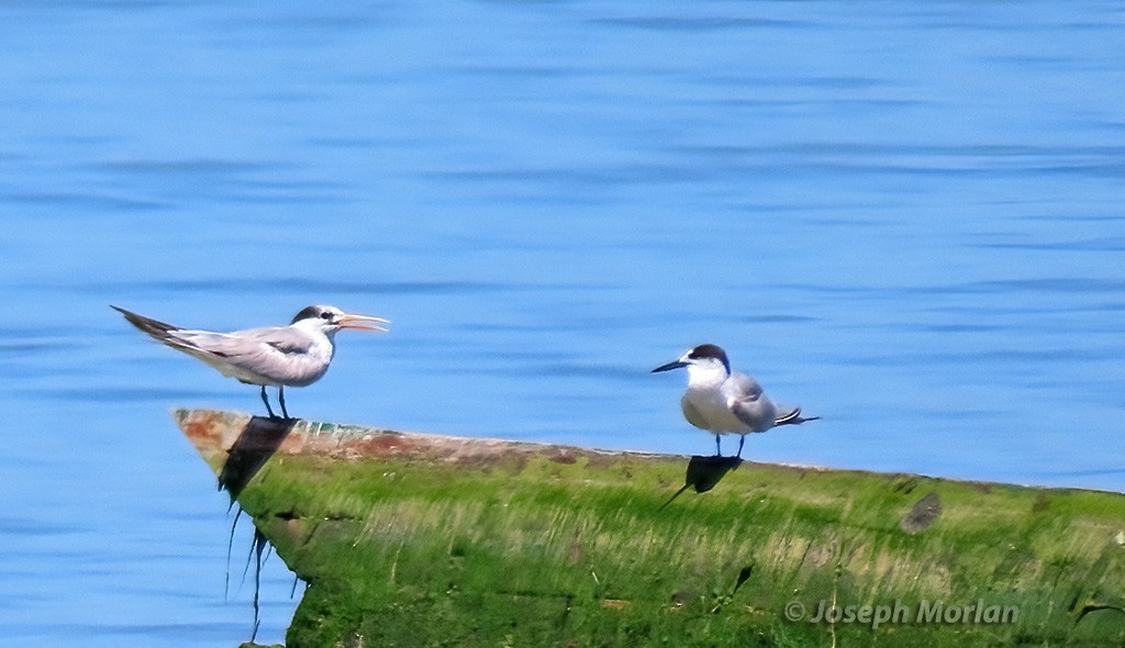Great Crested Tern - ML629796983