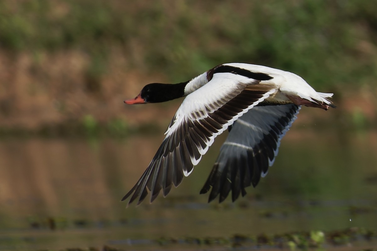 Common Shelduck - ML629797027