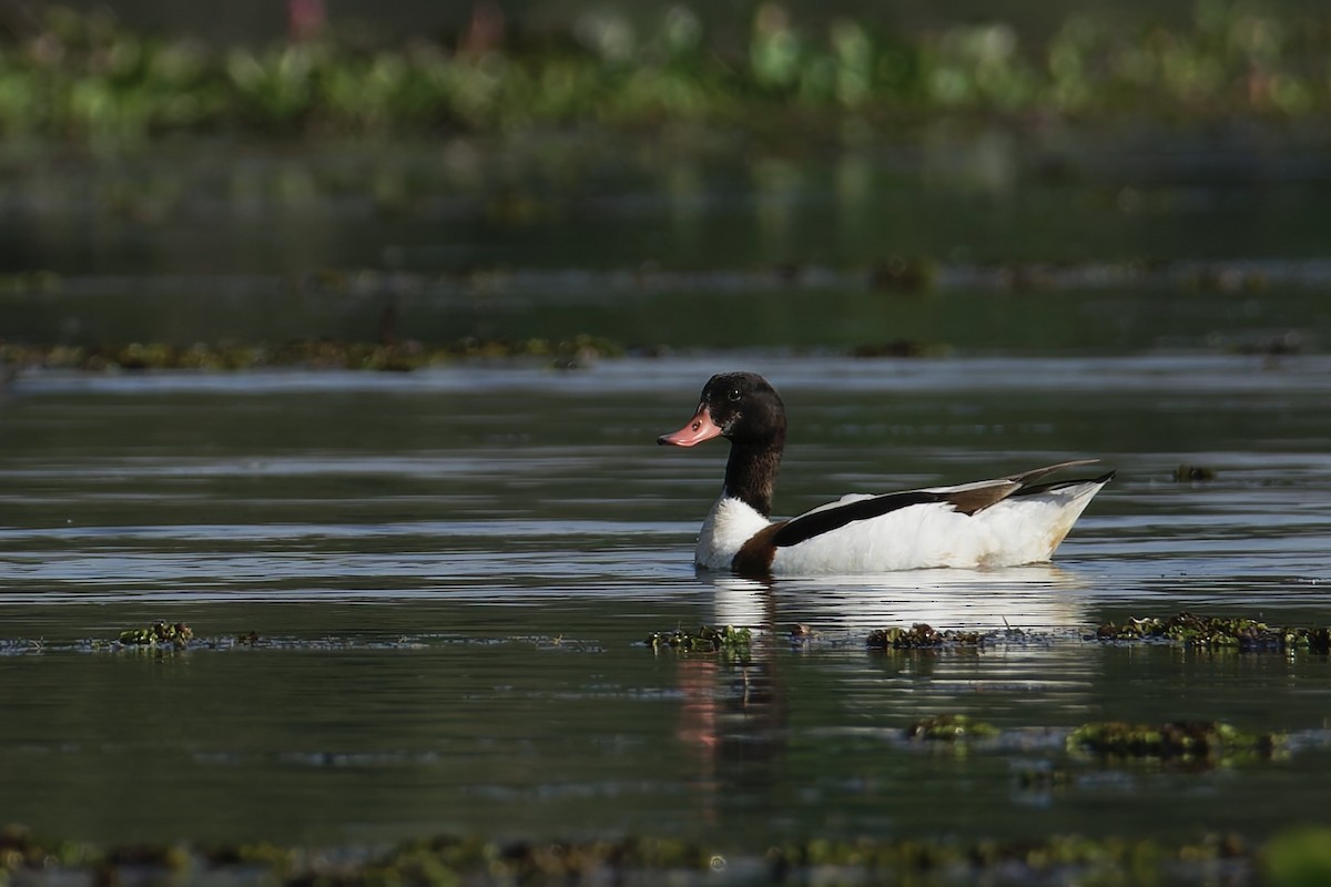 Common Shelduck - ML629797028