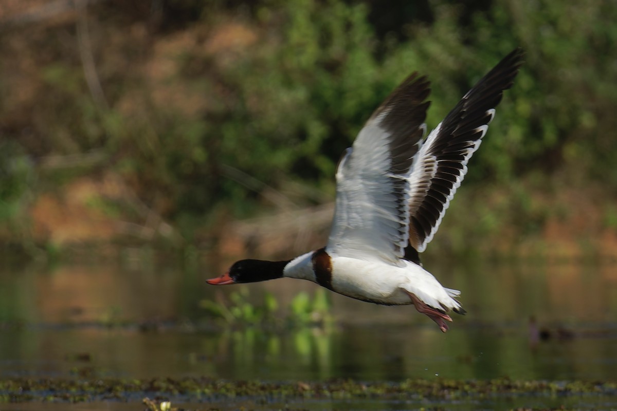 Common Shelduck - ML629797029