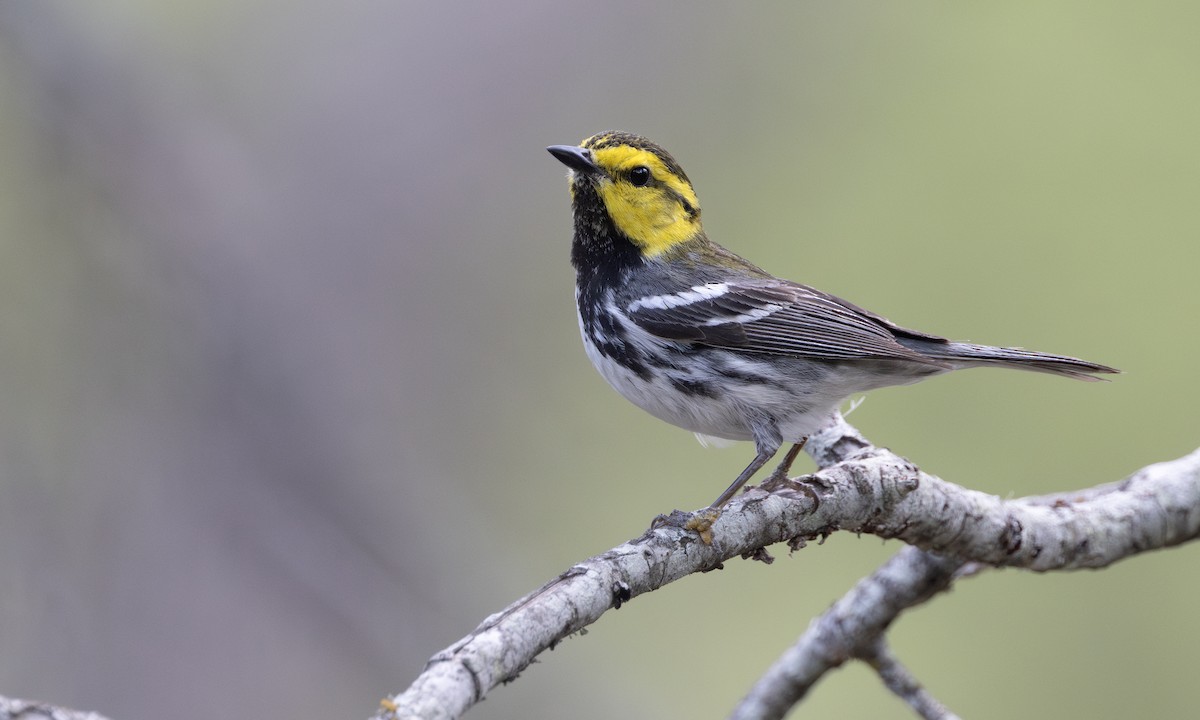 Golden-cheeked Warbler - ML629797076