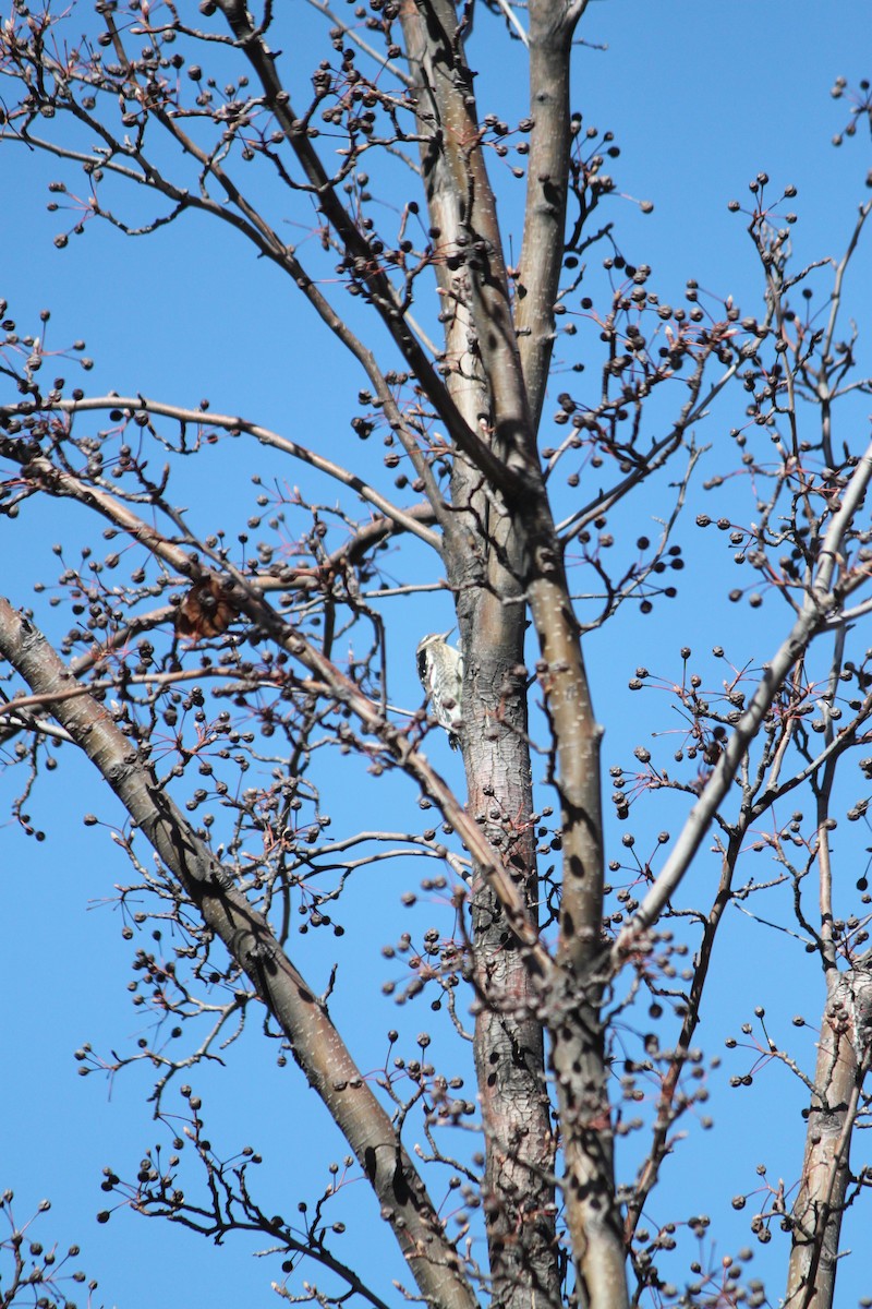 Red-naped Sapsucker - ML629797097