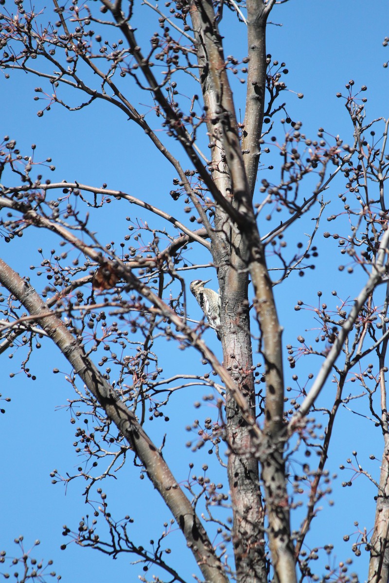 Red-naped Sapsucker - ML629797098