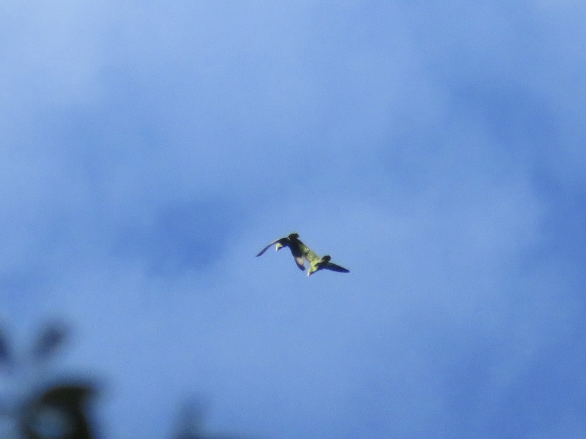 Mexican Parrotlet - ML629797107