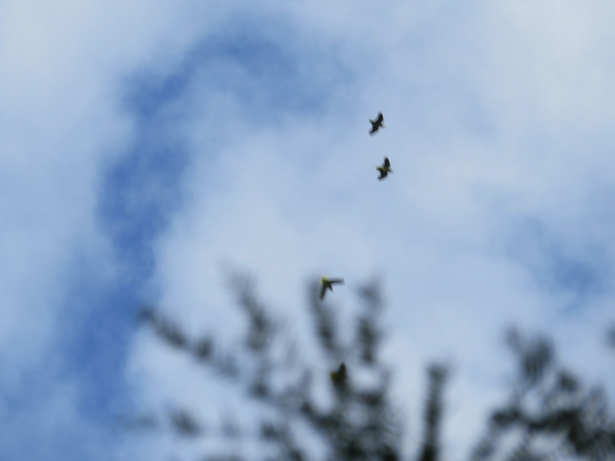 Mexican Parrotlet - ML629797108