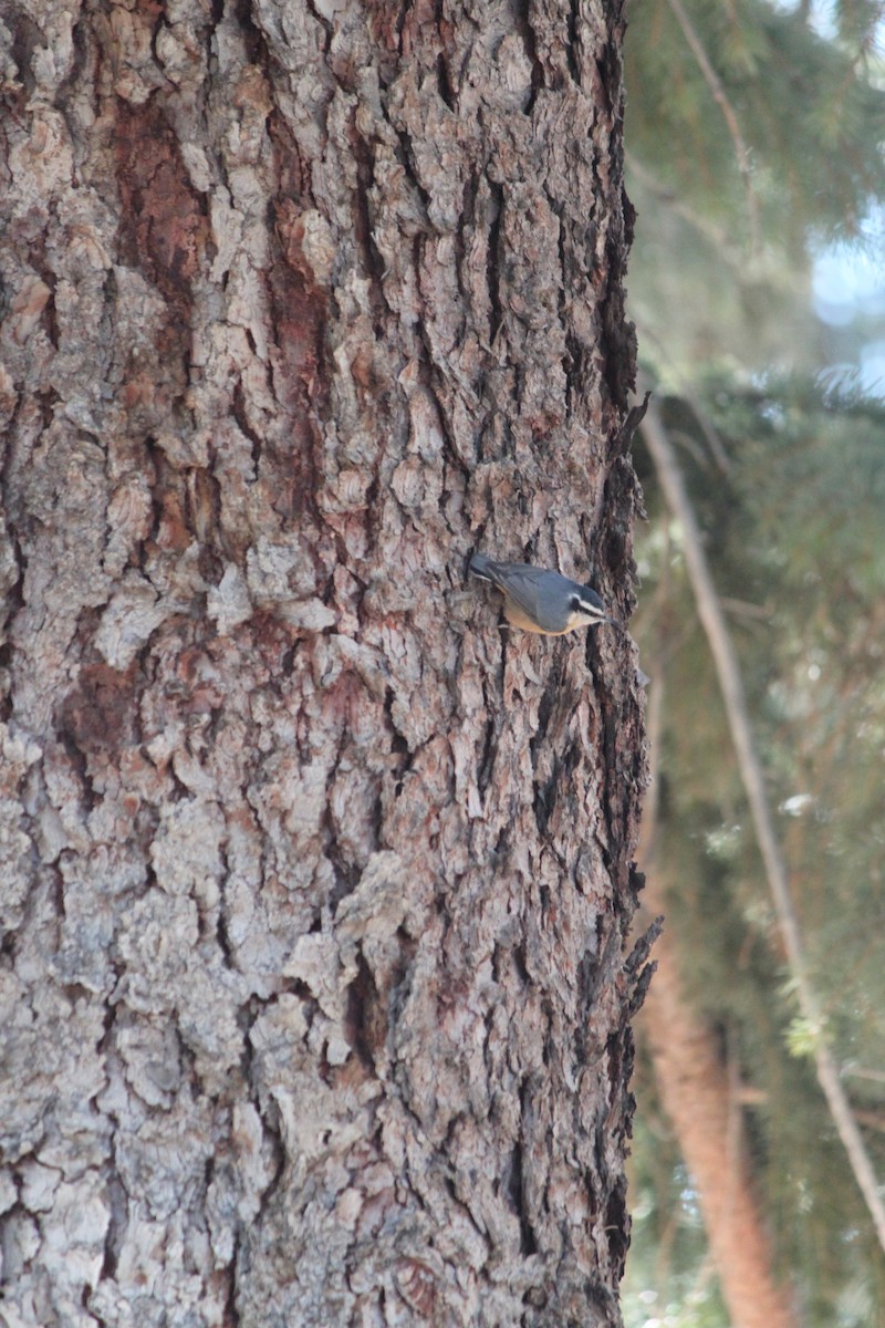 Red-breasted Nuthatch - ML629797109