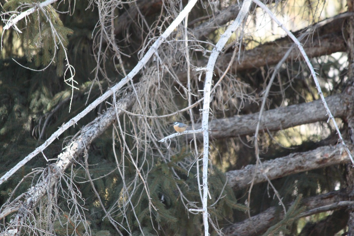 Red-breasted Nuthatch - ML629797110