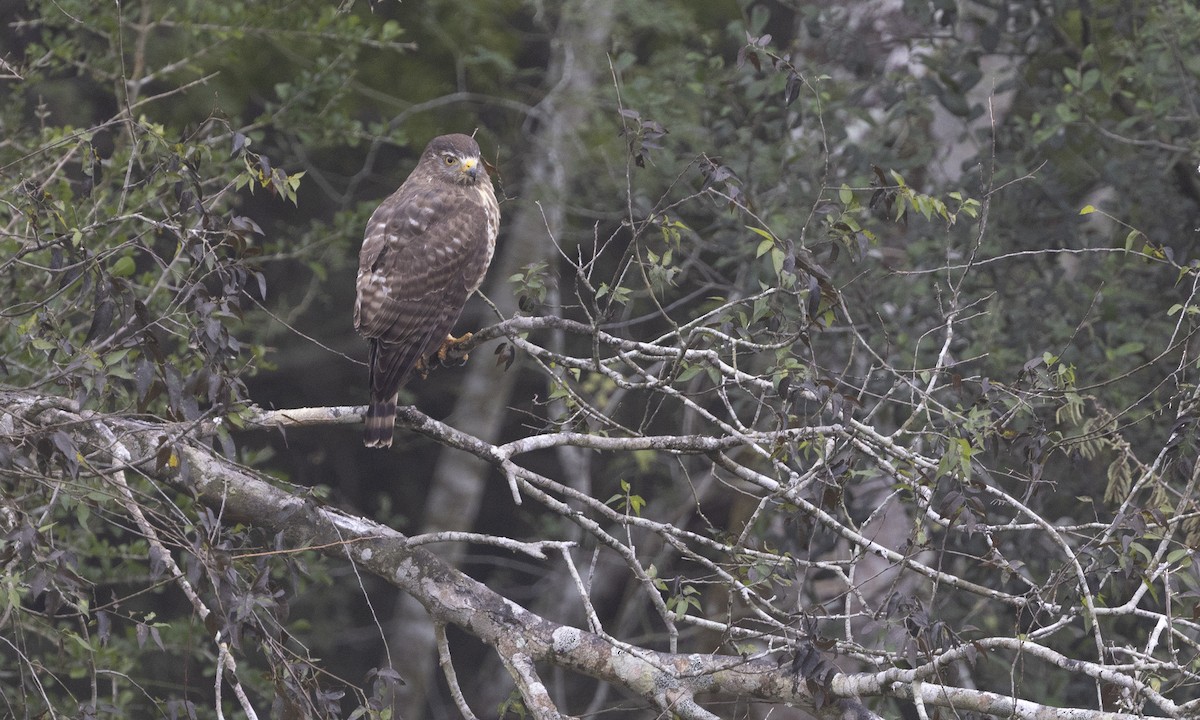 Roadside Hawk - ML629797198