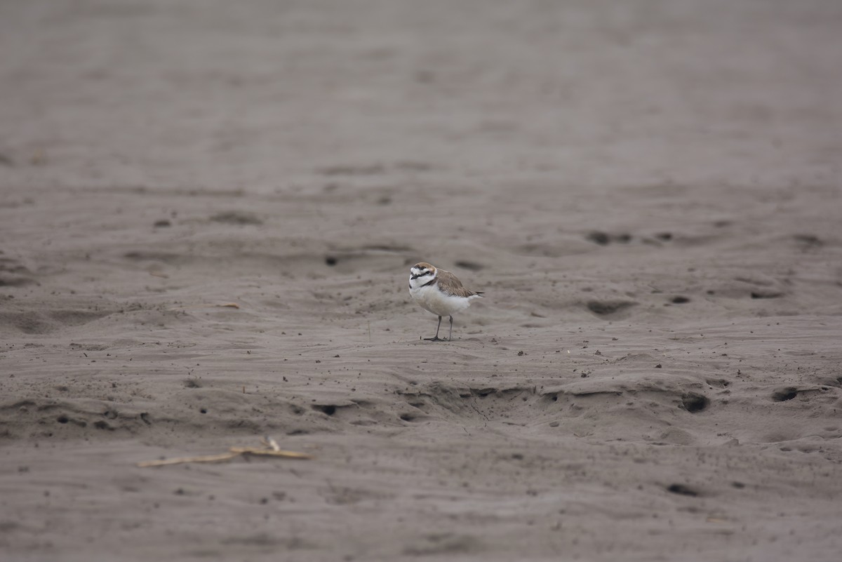 Kentish Plover (Kentish) - ML629797243