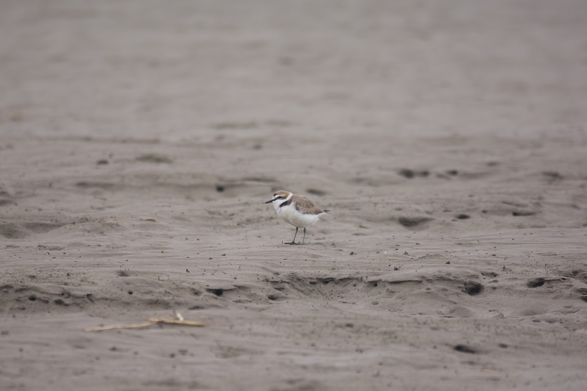 Kentish Plover (Kentish) - ML629797245