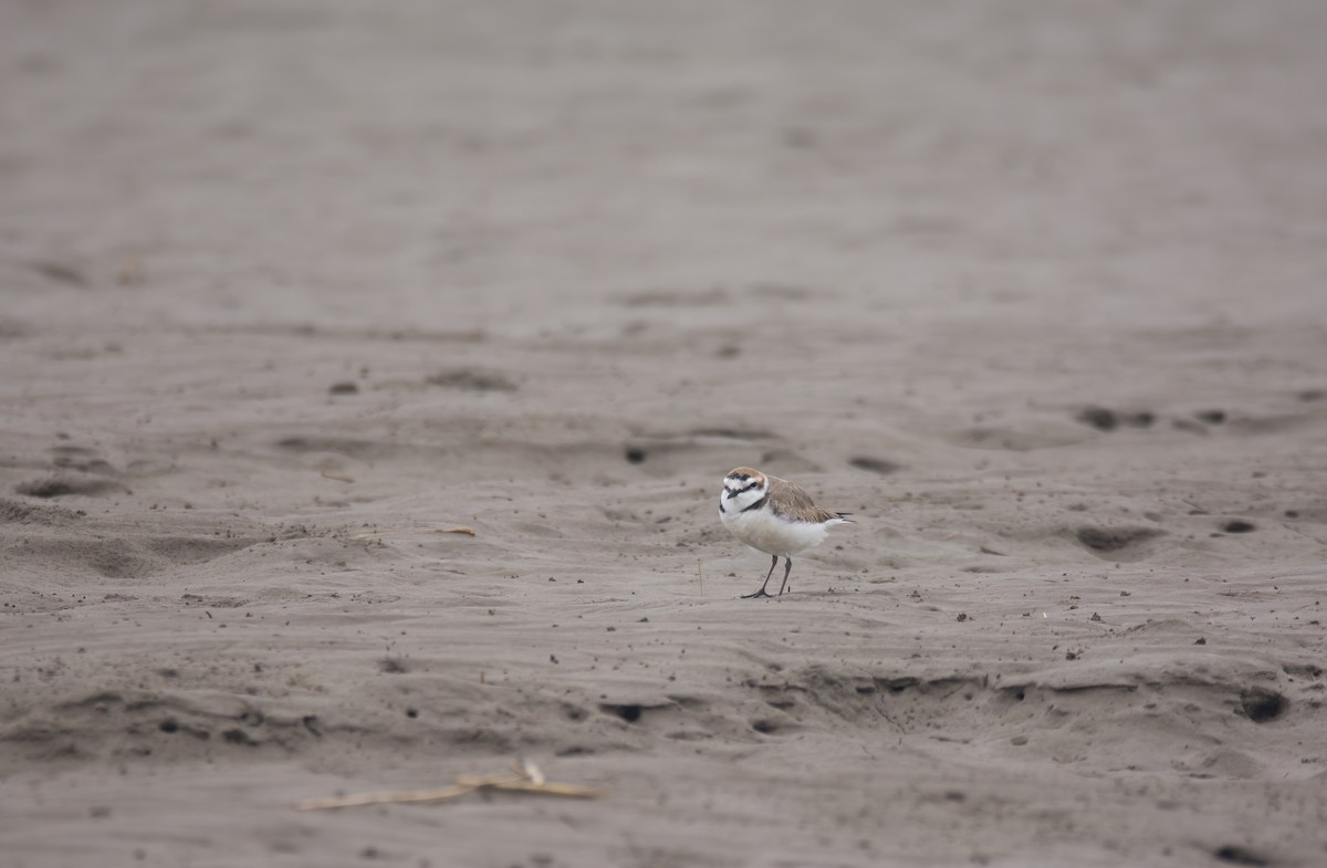 Kentish Plover (Kentish) - ML629797248