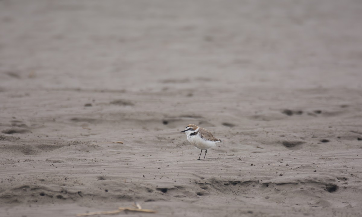 Kentish Plover (Kentish) - ML629797249