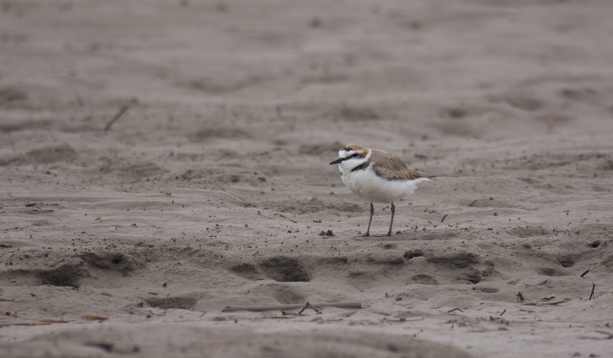 Kentish Plover (Kentish) - ML629797252