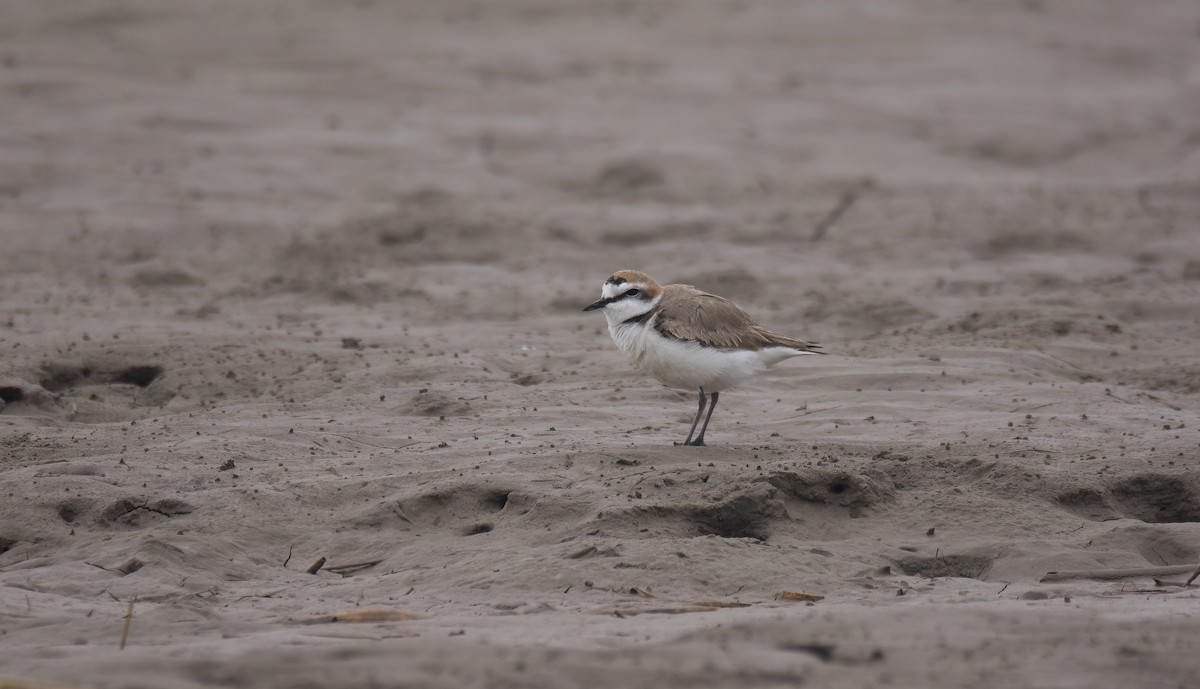 Kentish Plover (Kentish) - ML629797257