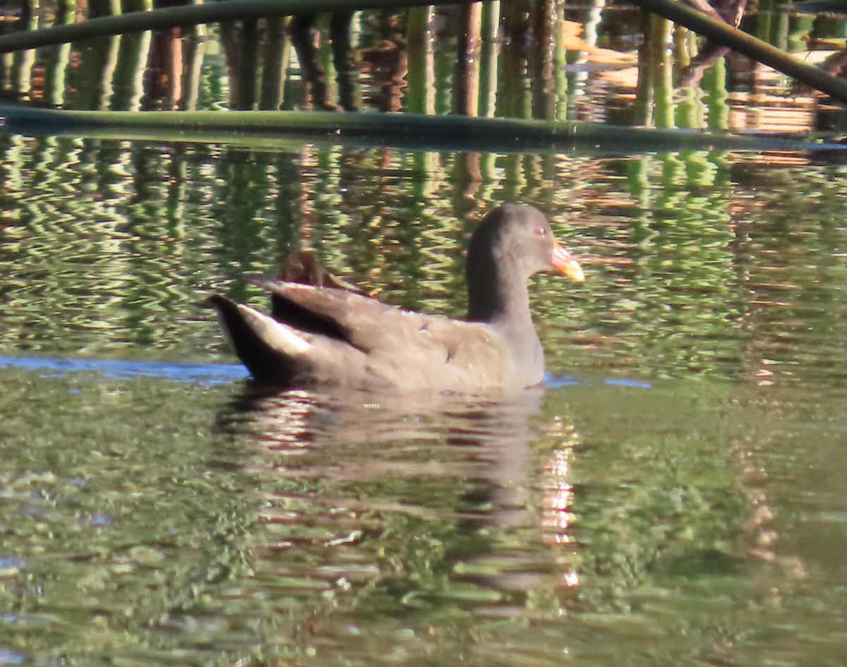 Dusky Moorhen - ML629797270