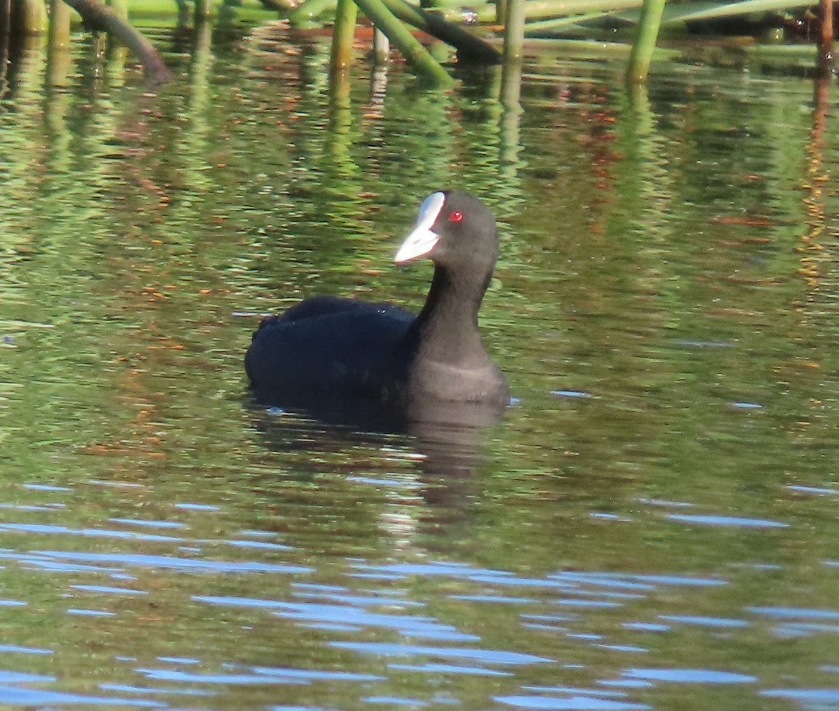 Kopetazuri arrunta - ML629797302