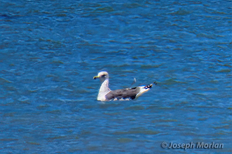 Lesser Black-backed Gull - ML629797309