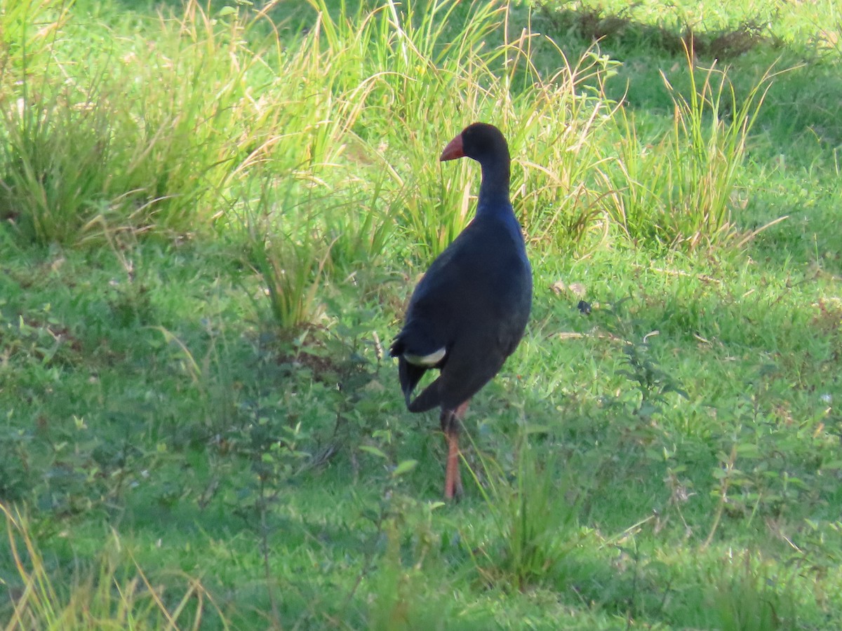 Australasian Swamphen - ML629797313