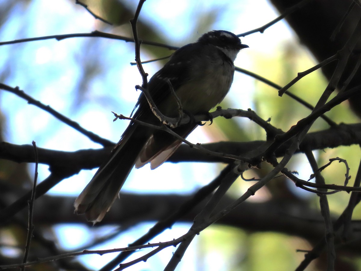 Gray Fantail (alisteri) - ML629797349