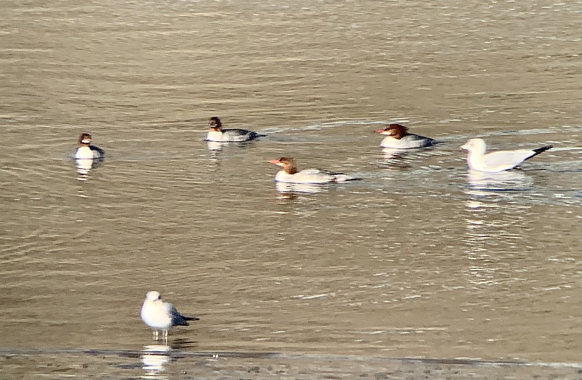 Common Merganser - ML629797447